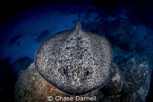 "Marble Top"
A Large Marble Ray swimming across the bottom. by Chase Darnell 